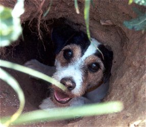 Jack Russell Terrier sitting in a dugout
