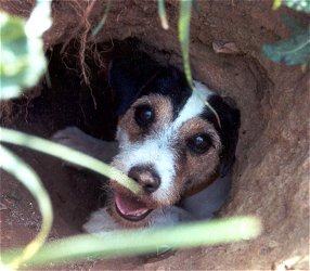 Latin Terrier