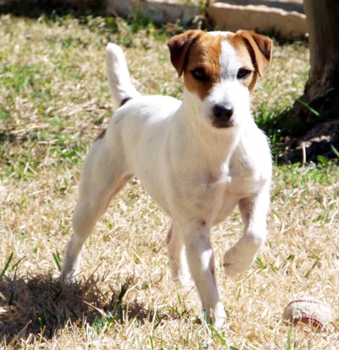 Jack Russell Terriers, Texas Jack Russell Terrier Breeders, High Range ...